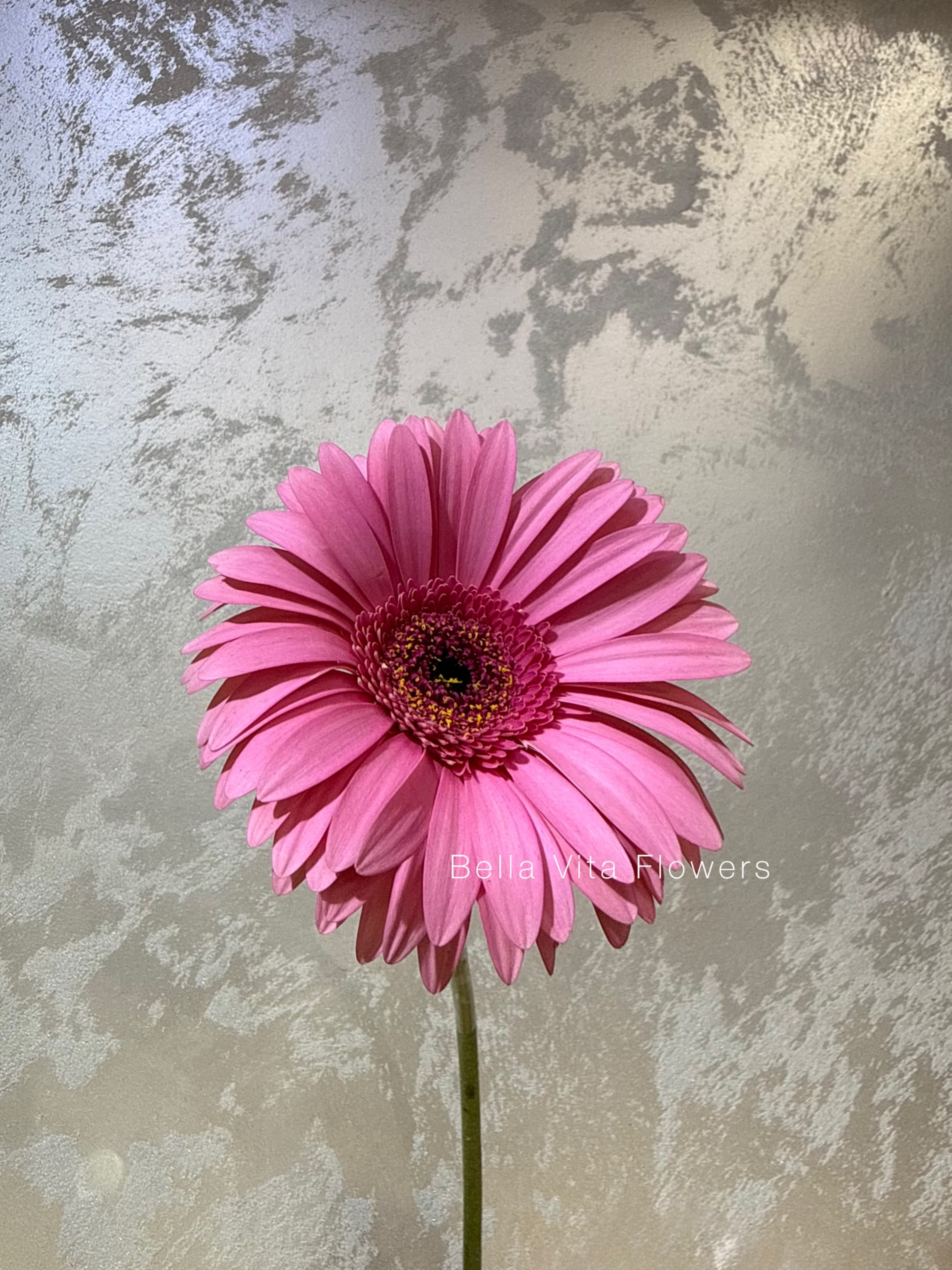 Gerbera