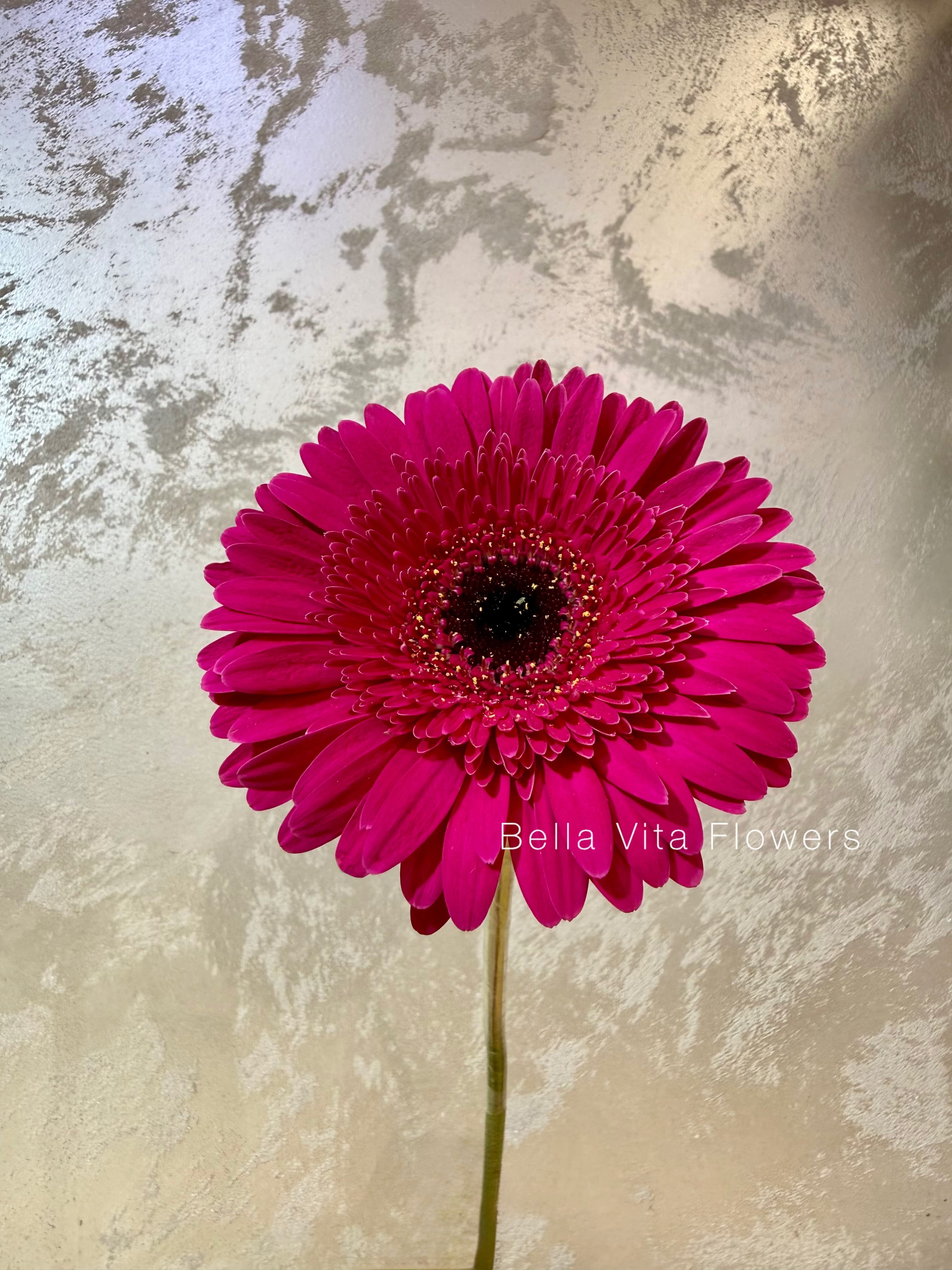 Gerbera