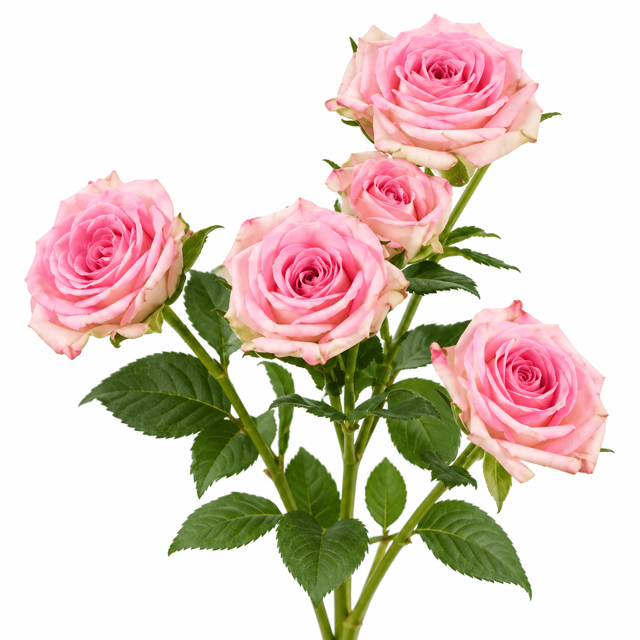 Jumilia Spray Rose