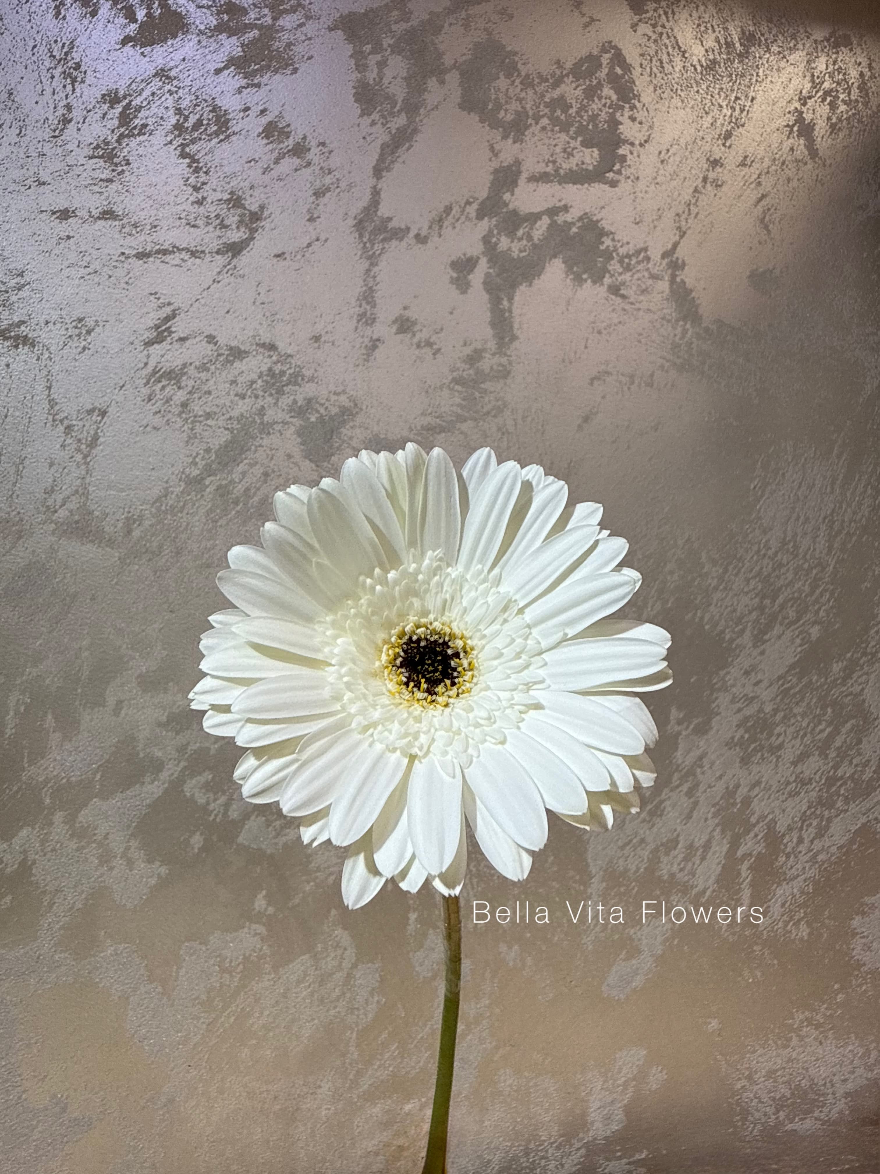 Gerbera